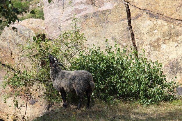 Chèvre noire mangeant dans un buisson à côté d'une falaise à Sandvig, Bornholm