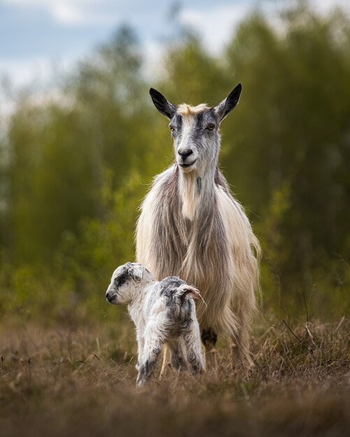 chèvre avec son veau à l'état sauvage