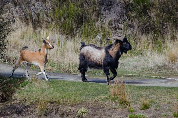 Chèvres adorables marchant sur la route à la campagne en Nouvelle-Zélande