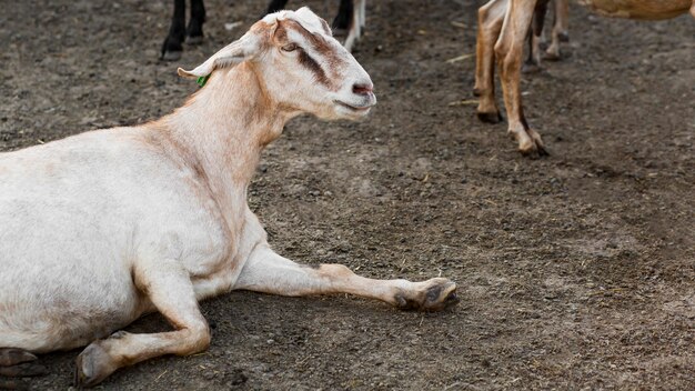 Chèvres à la ferme assis sur le sol