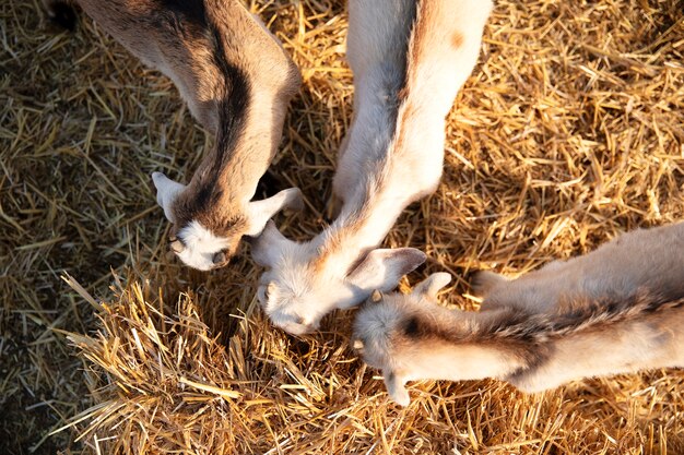 Chèvres à la ferme par une journée ensoleillée