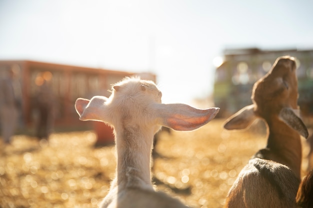 Chèvres à la ferme par une journée ensoleillée