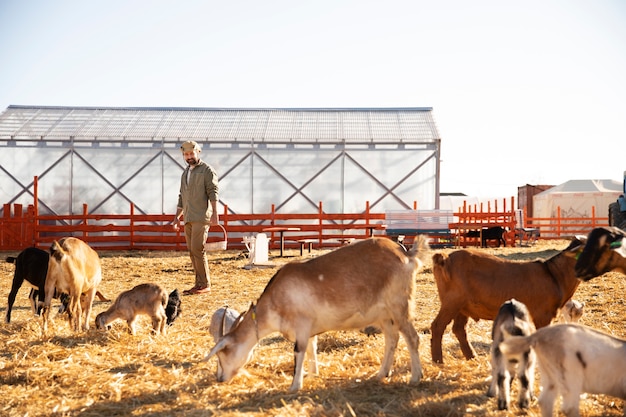 Chèvres à la ferme par une journée ensoleillée