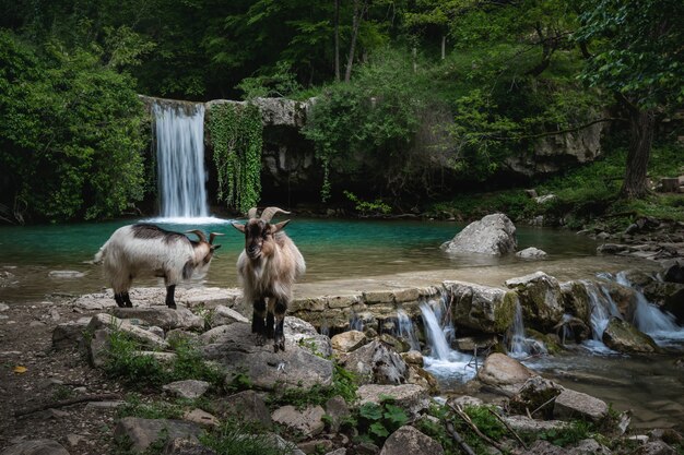 Chèvres sur la rive du fleuve