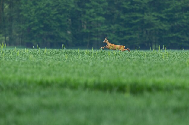 chevreuil dans la nature magique belle faune européenne animal sauvage dans l'habitat naturel