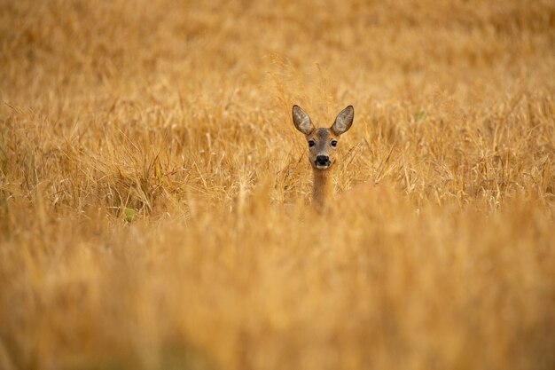 chevreuil dans la nature magique belle faune européenne animal sauvage dans l'habitat naturel