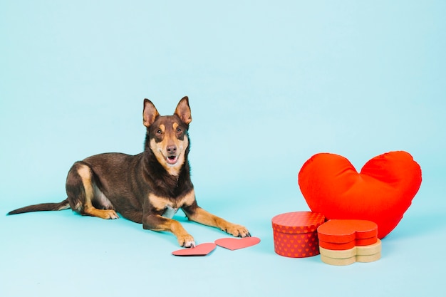 Photo gratuite chien et l'amour concept