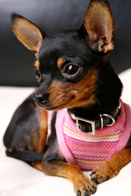 Un chien amusant sur l'intérieur de la maison