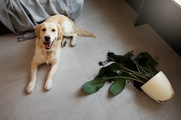 Photo gratuite chien à angle élevé allongé près de la plante