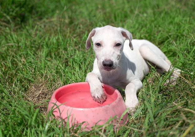 Chien, animal, race, mammifère, dehors, canin