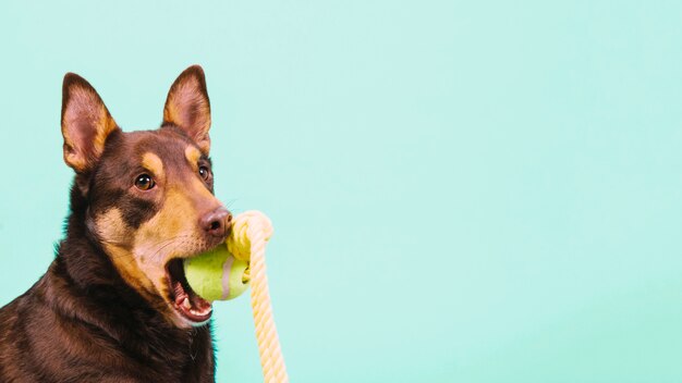 Chien avec une balle de tennis dans la bouche