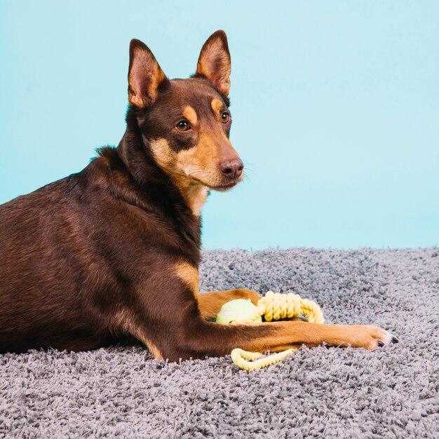 Chien avec une balle de tennis