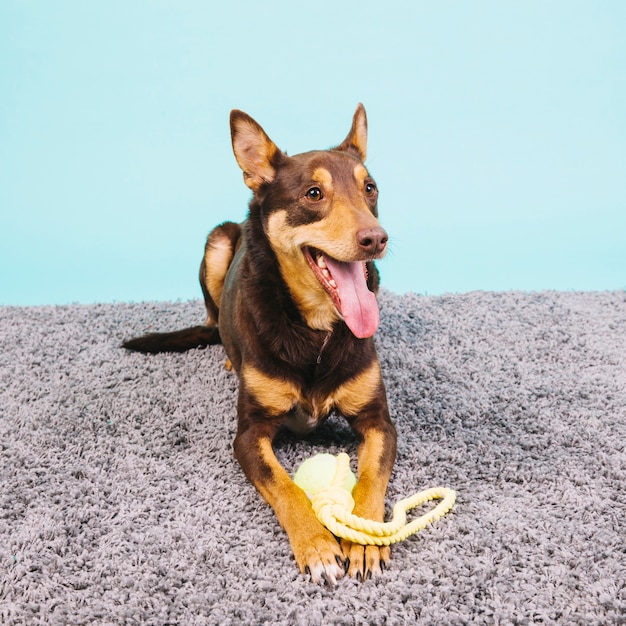 Chien avec une balle de tennis