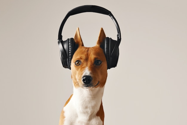 Chien basenji brun et blanc avec les yeux grands ouverts portant un grand casque sans fil noir, gros plan isolé sur blanc