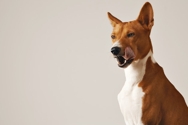 Chien Basenji léchant son nez montrant ses dents les yeux à moitié fermés sur fond de mur blanc