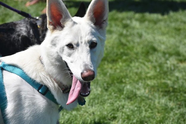 Chien de berger allemand assez blanc dans un harnais