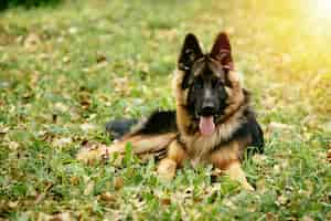 Photo gratuite chien berger allemand couché sur l'herbe dans le parc