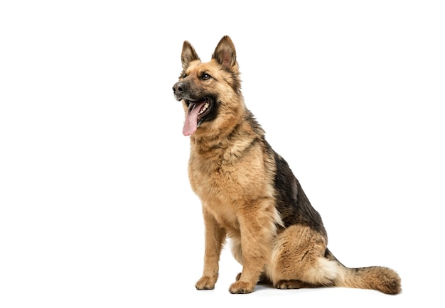 Chien de berger mignon posant isolé sur fond blanc