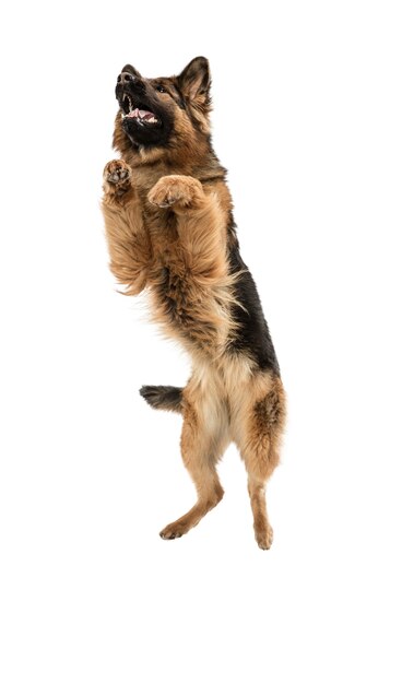 Chien de berger mignon posant isolé sur mur blanc