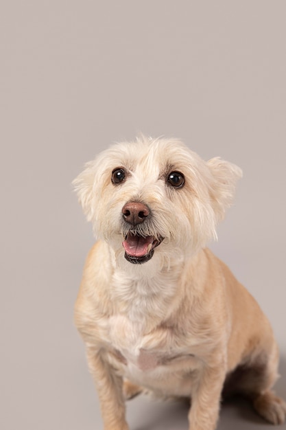 Chien blanc étant mignon dans un studio