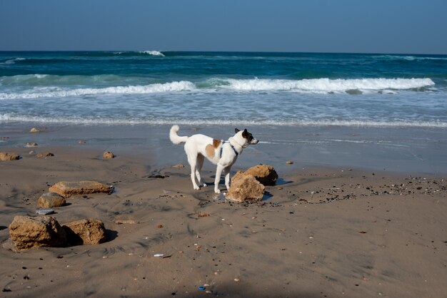 Chien blanc qui traverse une plage entourée par la mer sous un ciel bleu et la lumière du soleil