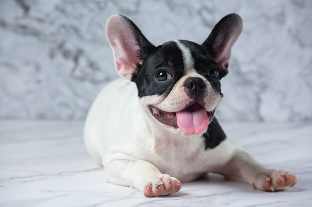 Le chien de bouledogue français se reproduit à pois blanc noir sur marbre.
