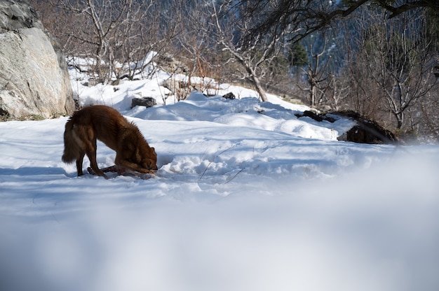 Chien brun dans un parc d'hiver