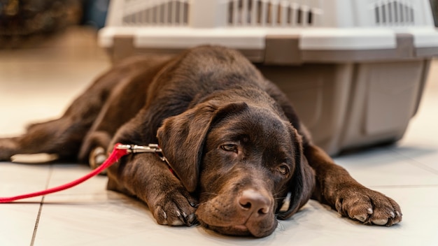 Photo gratuite chien brun mignon à l'animalerie