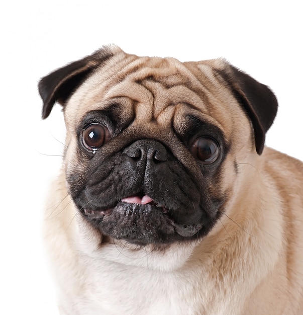 Chien carlin isolé sur fond blanc