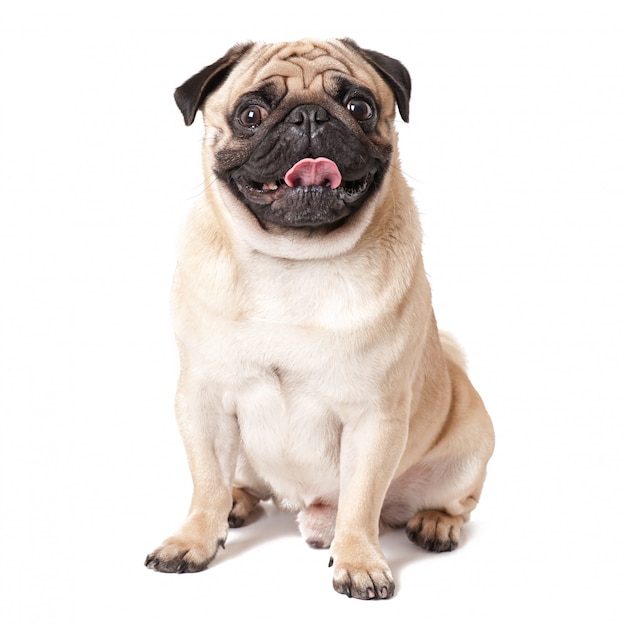 Chien carlin isolé sur fond blanc