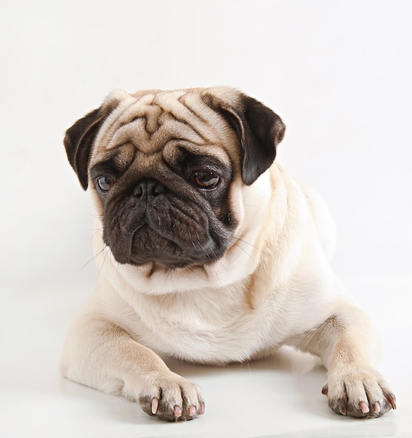 Chien carlin isolé sur fond blanc