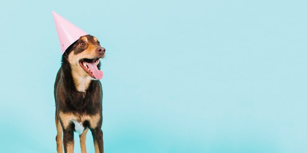 Chien avec un chapeau rose