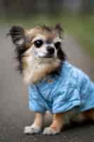 Photo gratuite chien chihuahua mignon passant du temps à l'extérieur