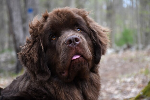 Chien chiot de Terre-Neuve humoristique avec sa langue culminant