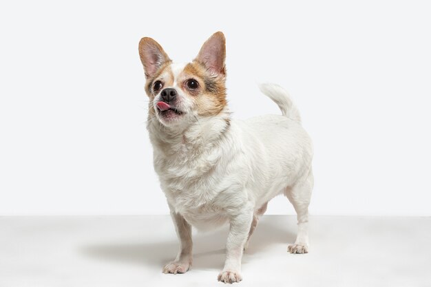 Chien de compagnie Chihuahua pose. Chien mignon brun crème ludique ou animal de compagnie jouant isolé sur fond de studio blanc. Concept de mouvement, action, mouvement, amour des animaux de compagnie. Ça a l'air heureux, ravi, drôle.