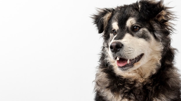 Chien de copie espace en détournant les yeux