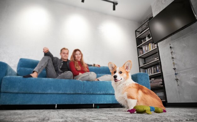 Chien Corgi mignon avec jouet et jeune couple sur le canapé