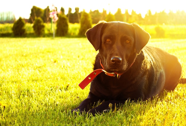 Photo gratuite chien couché sur l'herbe