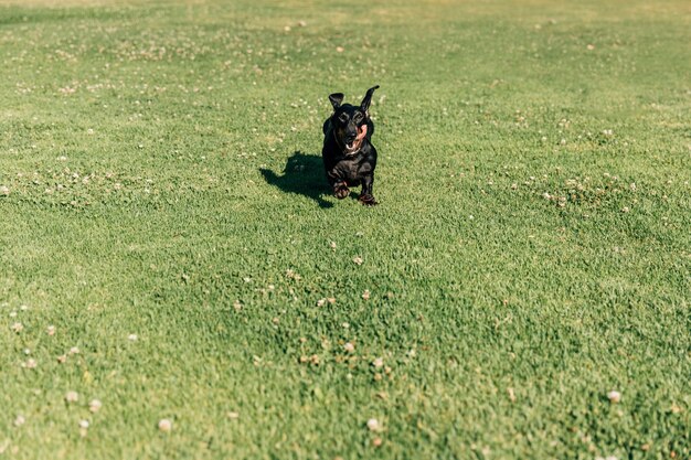 Chien courir sur l&#39;herbe verte