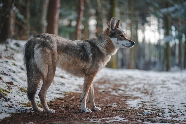 chien dans la forêt d'hiver