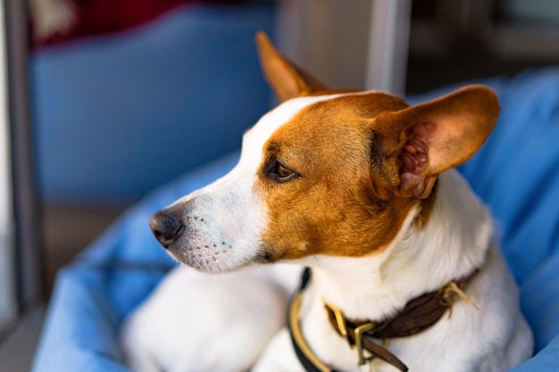 Chien dans un pouf bleu