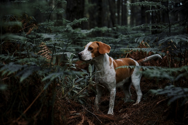 Chien debout dans la forêt