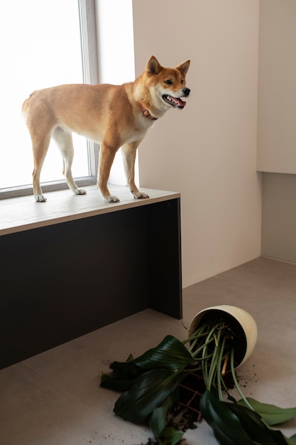 Photo gratuite chien debout à l'intérieur après avoir joué avec une plante