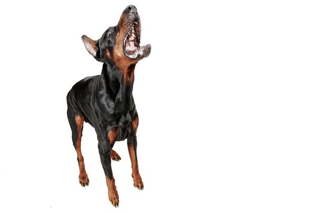 Chien Doberman isolé sur blanc en studio.