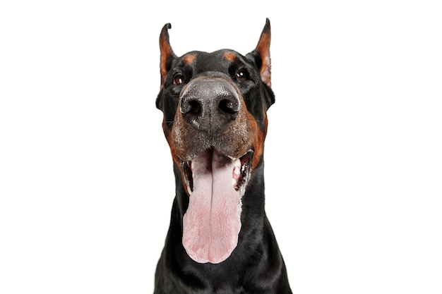 Chien Doberman isolé sur blanc en studio.