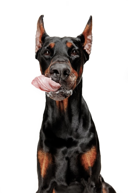 Chien Doberman isolé sur fond blanc en studio. Le concept de l'animal domestique