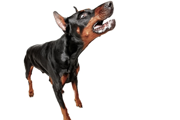 Chien Doberman Isolé Sur Mur Blanc En Studio