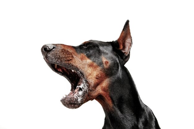 Chien Doberman isolé sur mur blanc en studio