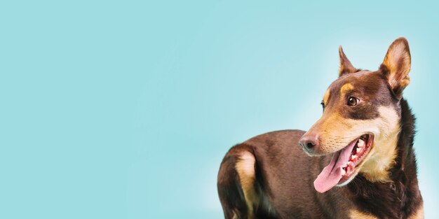 Chien à droite et à fond
