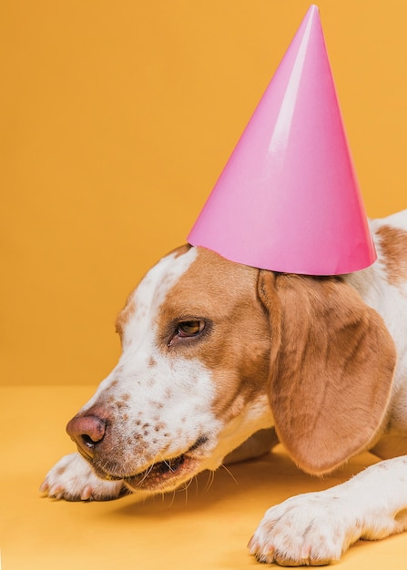 Photo gratuite chien drôle fatigué avec chapeau de fête